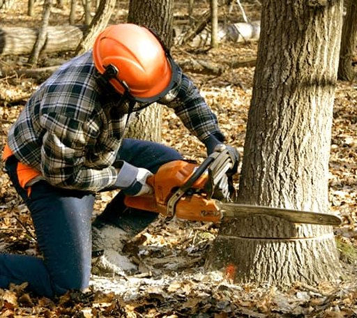 Tree Removal in Kennard, TX